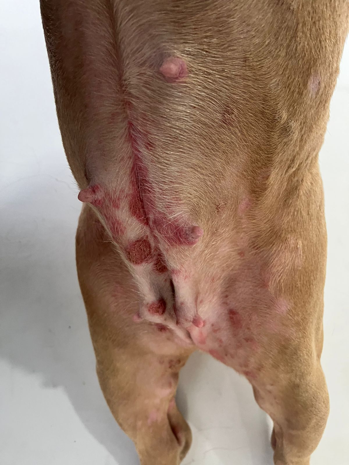 Zafira antes del tratamiento dermatológico