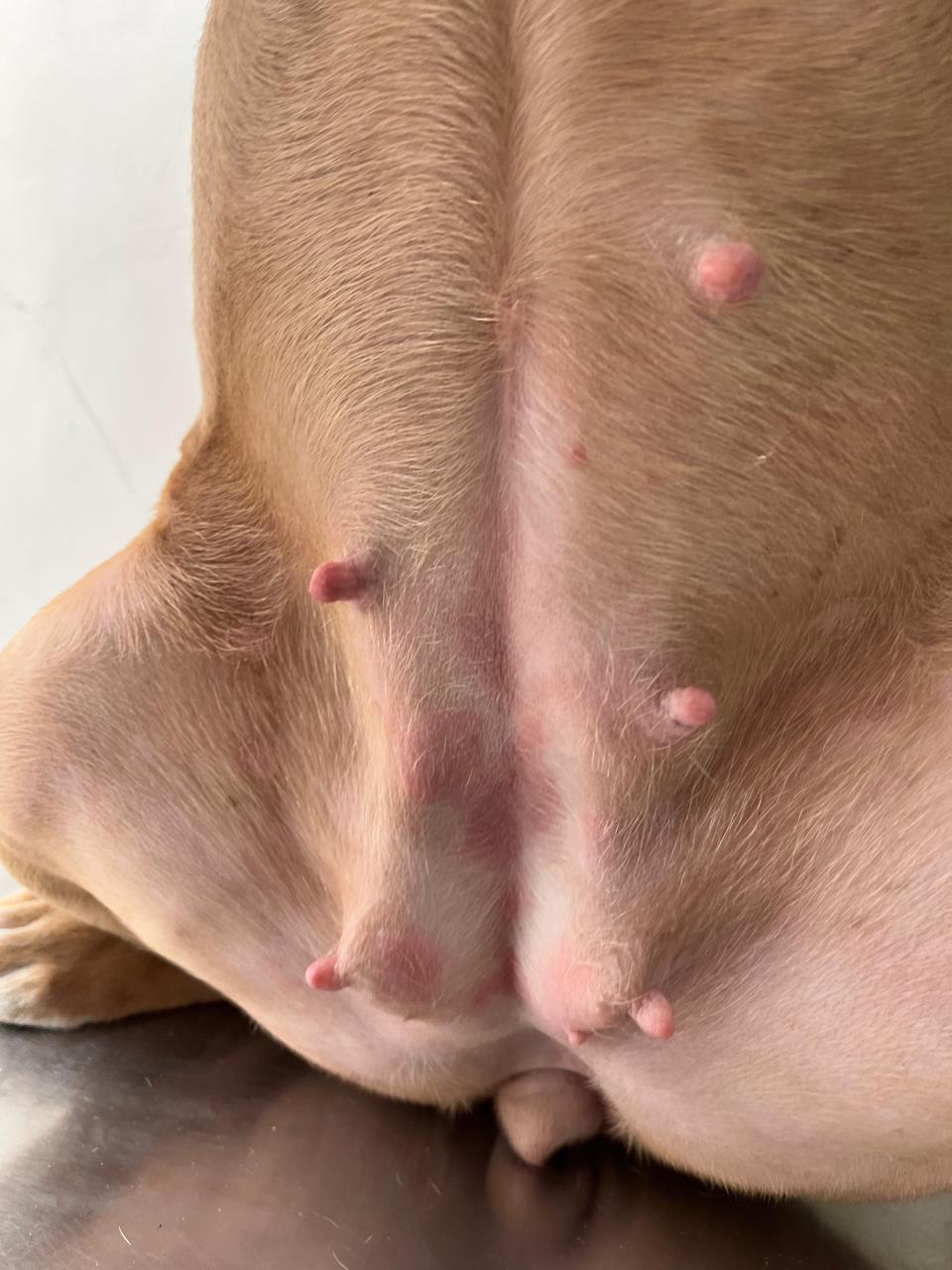 Zafira después del tratamiento dermatológico